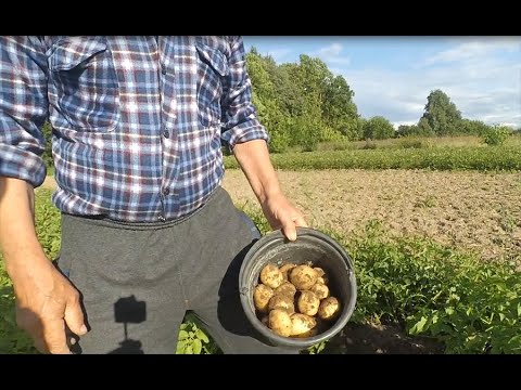 Видео: Картофель Скарб  удивил.