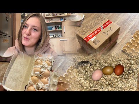 Видео: Ия Нидерхайнера😃😍Кормлю кур мясом🤫