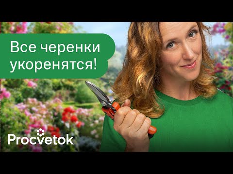 Видео: КАК ЛЕГКО РАЗМНОЖИТЬ РОЗЫ, ФЛОКСЫ, СМОРОДИНУ? Черенкуйте их летом! Подробный мастер-класс от биолога