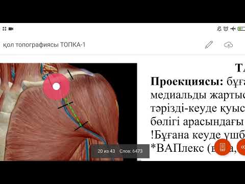 Видео: қол топографиясы/ бұғана асты және жауырын аймағы, a.axillaris топографиясы