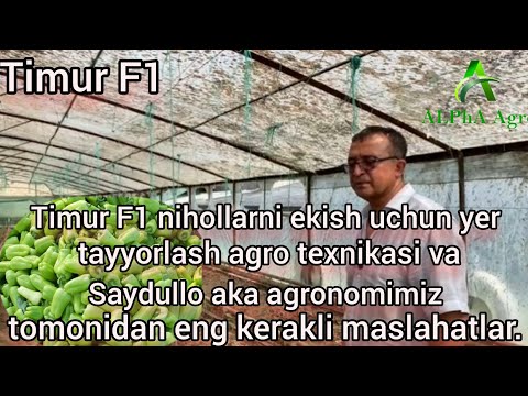 Видео: 1- қисм Тимур Ф1 ниҳолларини экиш учун ер тайорлаш агро техникаси ва Сайдулла ака маслахатлари.
