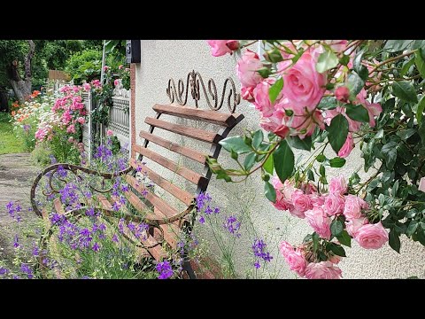 Видео: Троянди Хендель,Ангела, Амадеус,Персіан Йеллоу,Саллі Холмс. Компаньйони для троянд.Красивий паркан