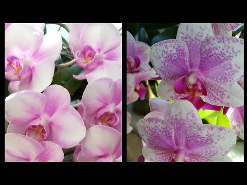 Видео: #ФАЛЕНОПСИС # MIKI SAKURA И #ROTTERDAM 🌱❤️❣️👍#PHALAENOPSIS #ORHIDS#ORJIDEA #FLOR ❤️🧡💛❣️🌱🌱🌱🦋🦋🦋😍
