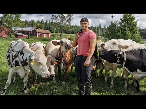 Видео: Финские коровы. Экоферма в Финляндии