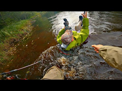 Видео: Рыбалка в Карелии. Петрович снова утонул.На дикой речке за форелью.