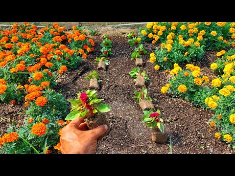 Видео: Чем подкормить Петунии(для любых 💐)сразу после высадки в открытый грунт. НЕ ОДНА РАССАДА НЕ ПРОПАДЁТ