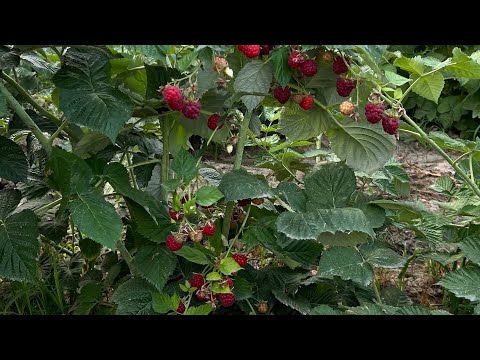 Видео: Полька, мапема, маравилла сорттору жонундо жакшы маалымат бердим…
