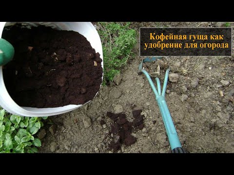 Видео: Кофейная гуща как удобрение для огорода