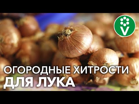 Видео: ПОСАДИЛИ ОДНУ ЛУКОВИЦУ, ВЫРОСЛО ДЕСЯТЬ! Эта и другие ХИТРОСТИ выращивания лука