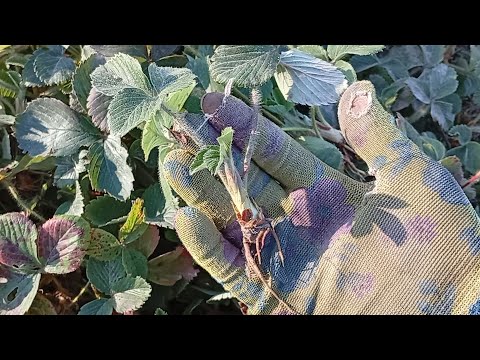 Видео: 🤔ЯК І КУДИ, ПЕРЕСАДИЛА ПОЛУНИЦЮ?!🍓🍓🍓#щоб не втратити/омолодила#