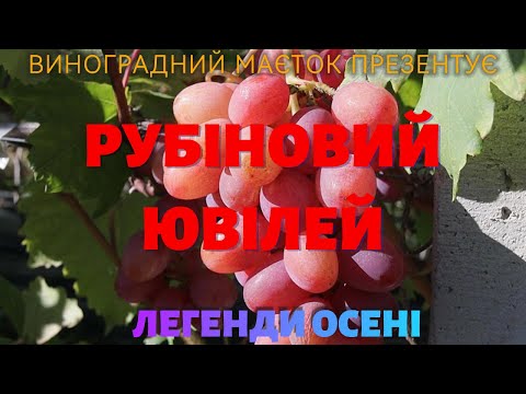 Видео: Рубіновий Ювілей