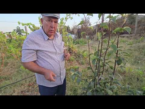 Видео: Пайванди нок.