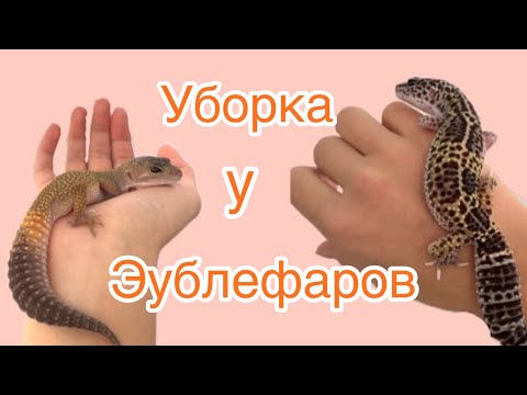 Видео: Уборка у эублефаров🧡￼