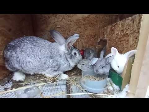 Видео: Кролики зимой