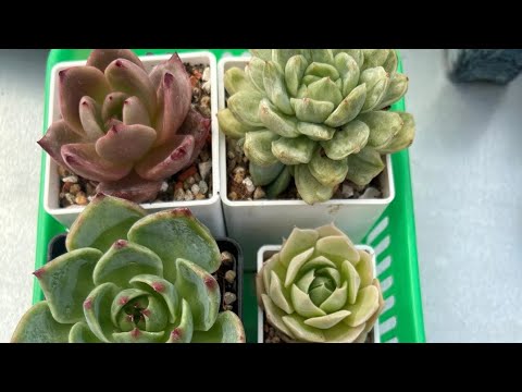 Видео: и снова здравствуйте, новинки 🌵#суккуленты