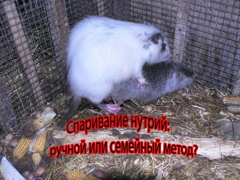 Видео: РУЧНОЙ ИЛИ СЕМЕЙНЫЙ МЕТОДЫ СПАРИВАНИЯ НУТРИЙ. Что выбрать?