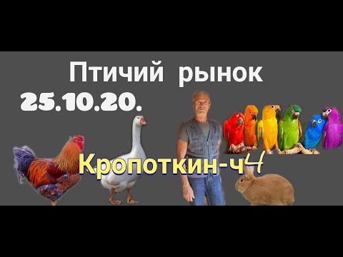 Видео: 25.10.20. Птичий рынок г. Кропоткин-ч4.10/25/20. Bird market in Kropotkin-ch4