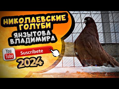 Видео: Николаевские голуби Владимира Янзытова с.Сергиевск Самарская обл. тел 8 (929) 703-99-21 ( часть 2)