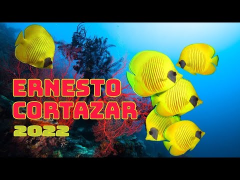 Видео: Музыка Эрнесто Кортазар / The Best Of Ernesto Cortazar