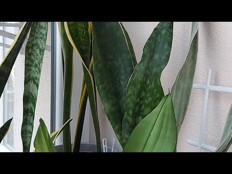 Видео: 18 апреля 2021 г.