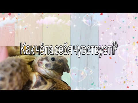 Видео: Зажила ли РАНКА У СУХОПУТНОЙ СРЕДНЕЙ АЗИАТСКОЙ ЧЕРЕПАХИ?