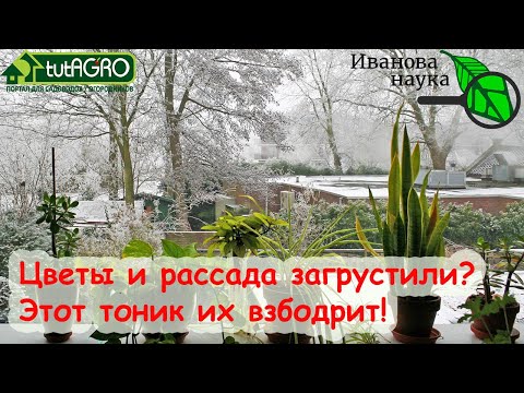 Видео: СКОРАЯ ПОМОЩЬ рассаде, орхидеям и всем растениям. Энергетический тоник для растений.