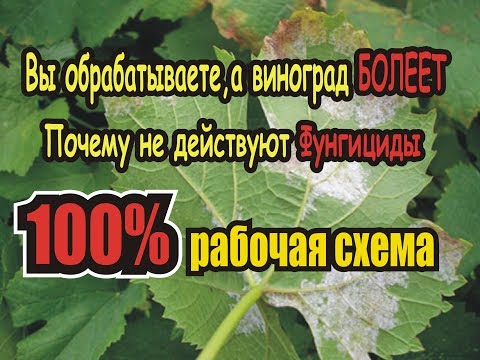 Видео: ВЫ,обрабатываете,а ВИНОГРАД - болеет...Почему не действуют Фунгициды