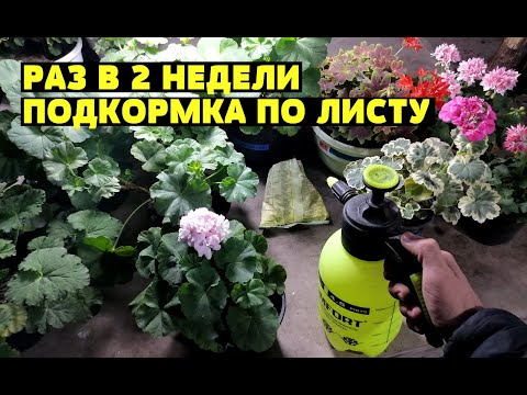 Видео: ЗЕЛЕНЫЕ И ЖИРНЫЕ ЛИСТЬЯ У ГЕРАНИ (ПЕЛАРГОНИИ) - 2 УДОБРЕНИЯ