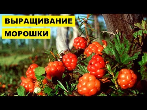 Видео: Выращивание Морошки как бизнес идея | Морошка на дачном участке