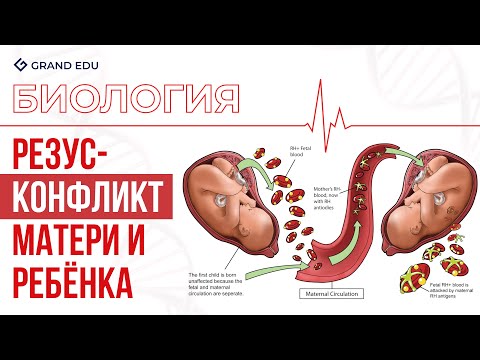 Видео: Резус Конфликт Матери и Ребёнка | Биология