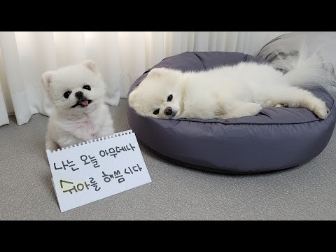 Видео: Мой щенок помочился на купание