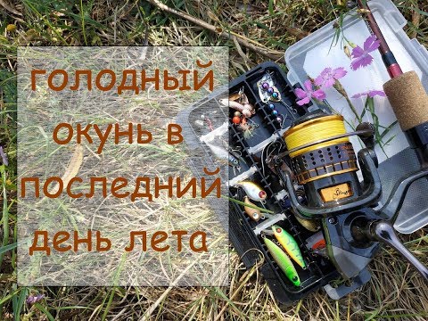 Видео: голодный окунь в последний день лета