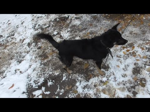 Видео: Пальма не заходит в будку