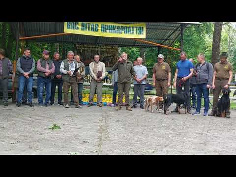 Видео: 💥Виставка мисливських собак 2024 року💥Івано-Франківська обл. м Рогатин. Ринг РЕЛ.