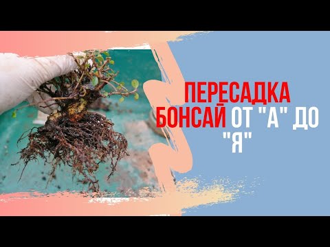 Видео: Пересадка бонсай и подрезка корней. Bonsai Morus alba (Шелковица)