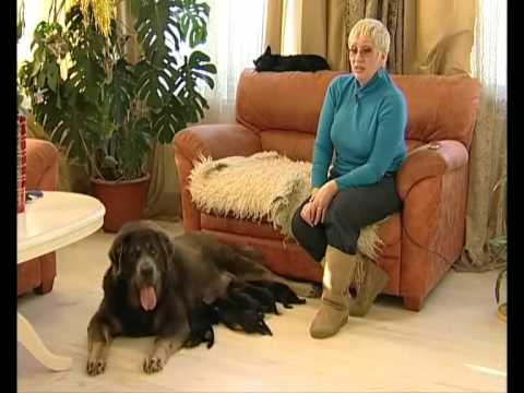 Видео: Питомник Тибетских мастифов «Наследие Тибета»