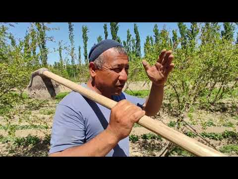 Видео: АНАР эгип канча пайда тапса болот???