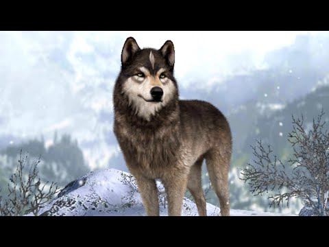 Видео: Симулятор Волков #1 Wolf Game The Wild Kingdom - Начало Альфа с Кидом на пурумчата