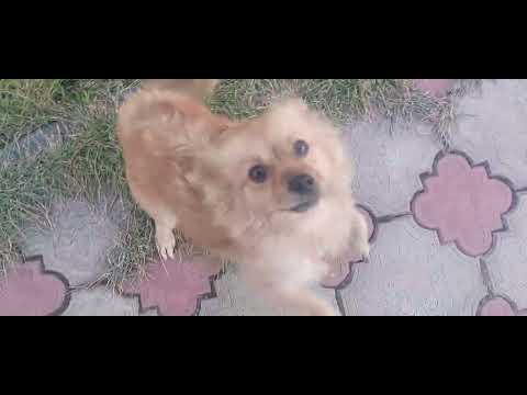 Видео: Итуруп