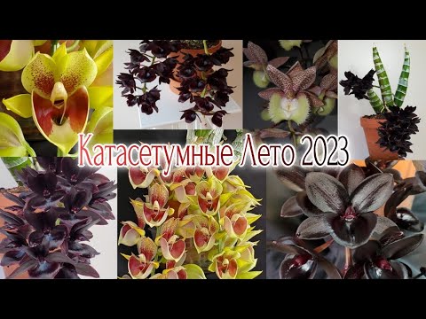 Видео: Катасетумные Результаты деления Лето 2023