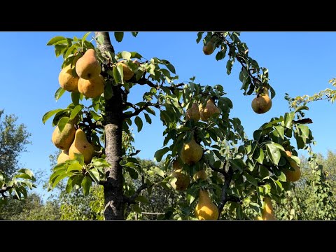 Видео: Груша Осінь Буковини