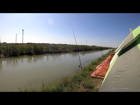 Видео: БАЛИК ОВИ 09.2024.ДУСТЛИК КАНАЛИ.#амур #сазан  #рыбалкавузбекистане #fishing #bestfishing