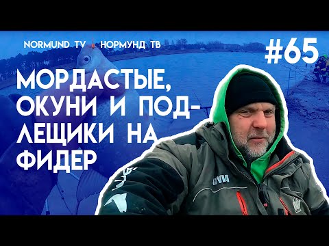 Видео: мордастые окуни и подлещики на фидер, отличный результат отличной рыбалки, отчёт Но65
