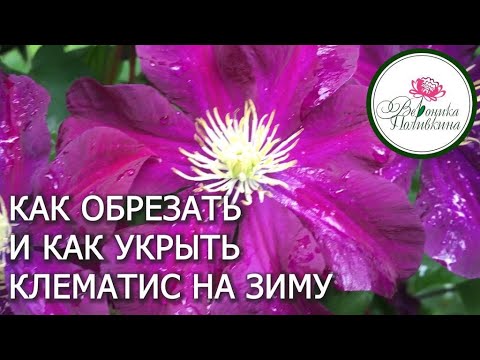 Видео: ПОДГОТОВКА КЛЕМАТИСОВ К ЗИМЕ.  ОБРЕЗКА И УКРЫТИЕ