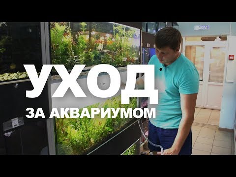 Видео: Как чистить аквариум | Типичные ошибки новичков