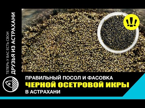 Видео: ПОСОЛ ЧЕРНОЙ ОСЕТРОВОЙ ИКРЫ. ЧАСТЬ 2.