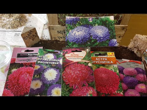 Видео: ВЫРАЩИВАЮ АСТРЫ Всегда ТОЛЬКО ТАК СЕЮ СЕМЕНАМИ на рассаду астру
