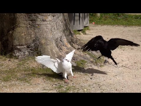 Видео: ГОЛУБИ В ДЕЛЕ! Голуби против ворон, белок, кота, петуха и даже сокола!