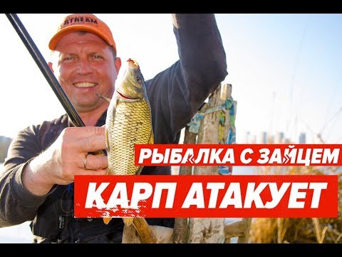 Видео: Заманили на точку. Карп атакует.
