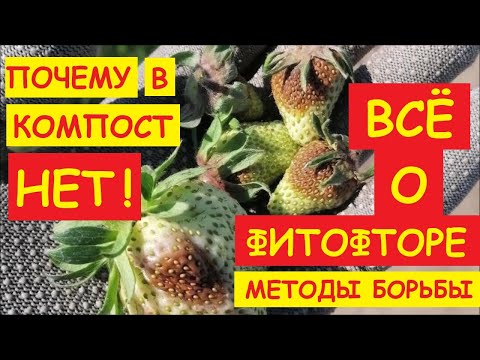 Видео: ФИТОФТОРУ НЕ УБЬЕШЬ !!! ОСТАЛЬНОЕ - ЭТО ЛОЖЬ !! МОЖНО ТОЛЬКО ПРИГЛУШИТЬ ! НАУЧИСЬ ТЫ С НЕЙ ДРУЖИТЬ !